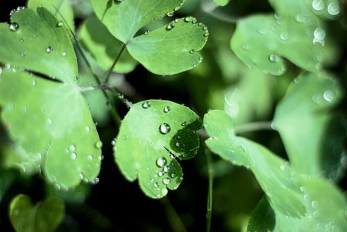 グリーンカーボン