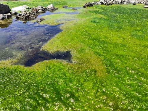 グリーンカーボン