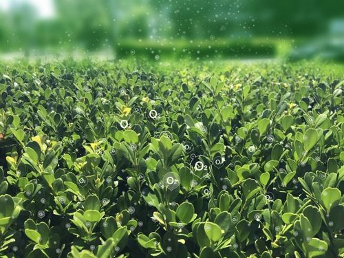 グリーンカーボン