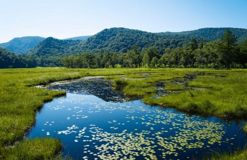 グリーンカーボン