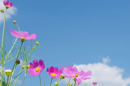 グリーンカーボン