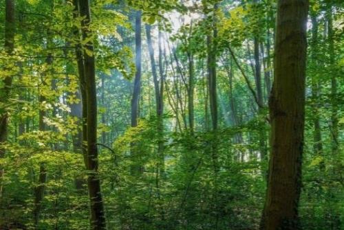 【企業】脱炭素社会にむけての取り組み