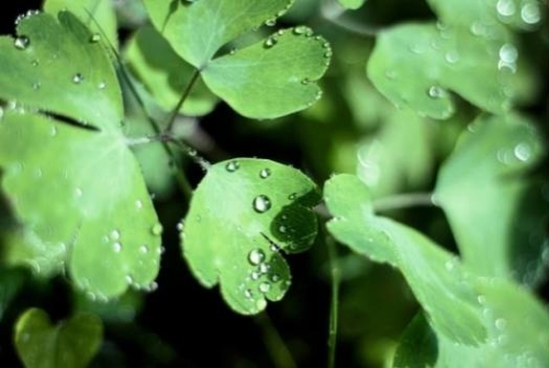 グリーンカーボン