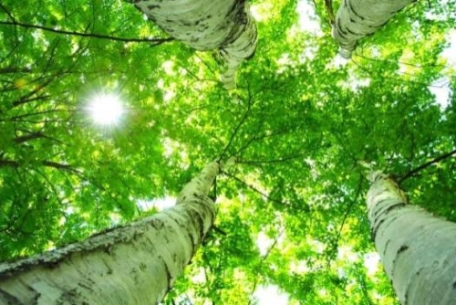 グリーンカーボンとは