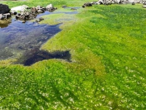 グリーンカーボンとブルーカーボンの違い