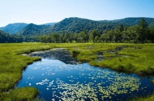 グリーンカーボン活用のメリット