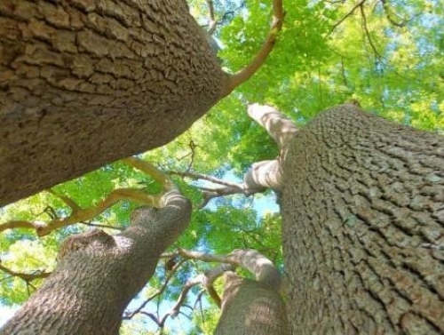 世界と日本の制度導入状況と違い