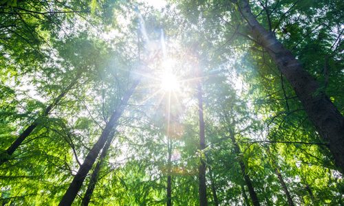 自然共生社会とは？